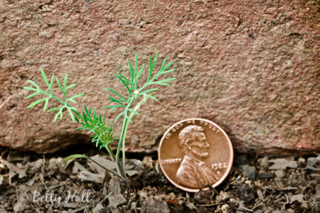 Black swallowtail butterfly egg on dill plant