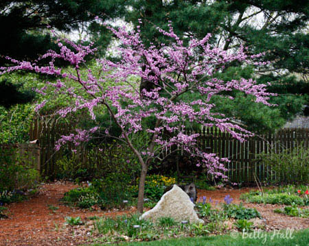 Redbud tree in bloom