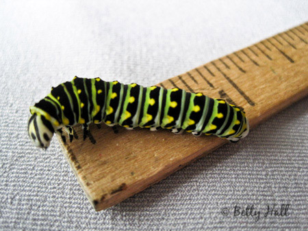 black swallowtail caterpillar day 14