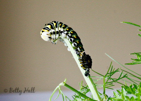 black swallowtail caterpillar molting