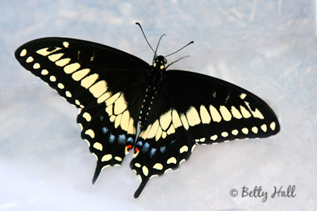 black swallowtail butterfly top wings