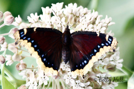 mourning cloak butterfly feeding on milkweed - wings spread
