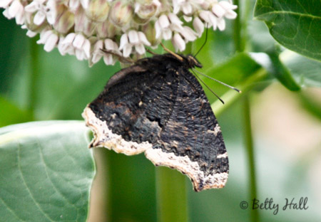 mourning cloak butterfly feeding on milkweed - wings closed
