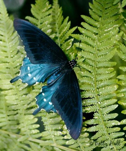 pipevine swallowtail butterfly (Battus philenor) on Kentucky native Lady Frn (Athryium felix-femina)