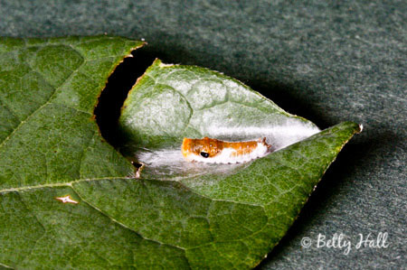 Small spicebush swallowtail caterpillar