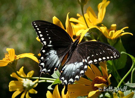Spicebush swallowtail butterfly (Papilio troilus)
