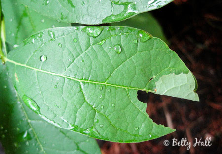 Spicebush leaf with spicebush swallowtail caterpillar