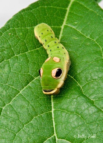 Close-up of spicebush swallowtail caterpillar with eyespots