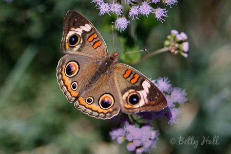 buckeye butterfly (Junonia coenia)