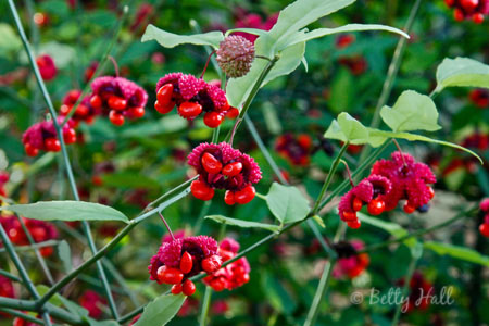 hearts-a-burstin, strawberry-bush (euonymus americanus)