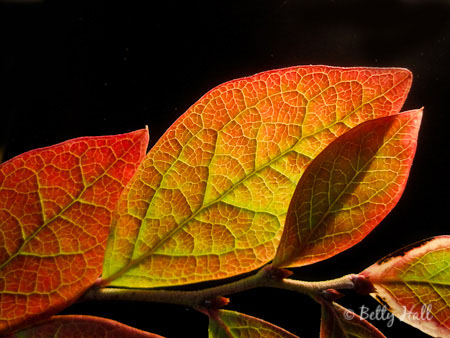 blueberry leaves blueberry (Vaccinium simulatum) leaves