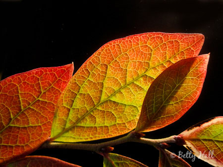 blueberry (Vaccinium simulatum) leaves