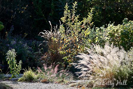 Prairie Dropseed (Sporobolus heterolepsis), Muhly Grass (Muhlenbergia capillaris), and Indian Grass (Sorghastrum nutans)