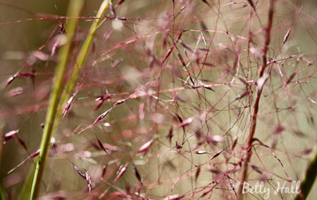 Close-up of pink muhly grass (Muhlenbergia capillaris)