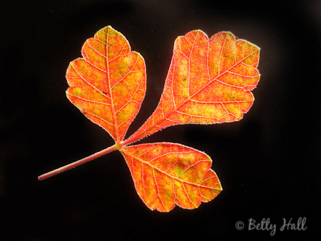 Fragrant sumac (Rhus aromatica) leaves