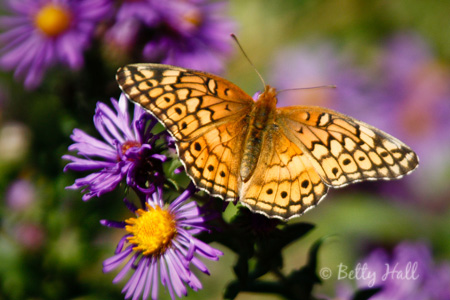 varigated fritillary (Euptoieta claudia)