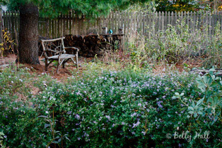 aromatic aster (Aster oblongifolius)