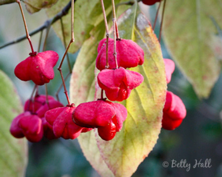 wahoo (Euonymus atropurpureus) fruit pods