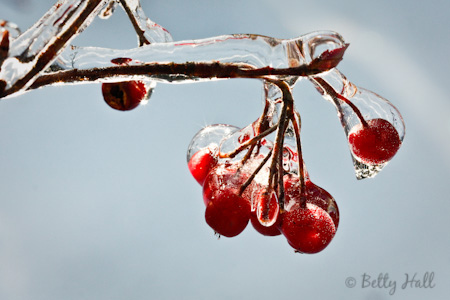 red chokeberries and ice
