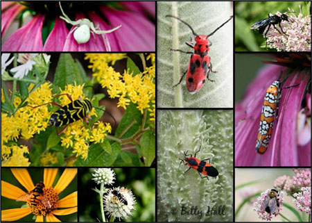 Kentucky backyard insects