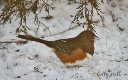 also known as Rufous-sided towhee