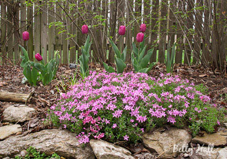 creeping phlox (Phlox sublata)