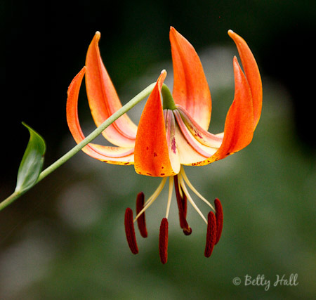 Lilium superbum - a Kentucky native flower
