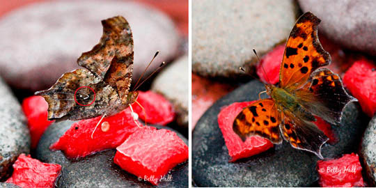 Polygonia interrogationis