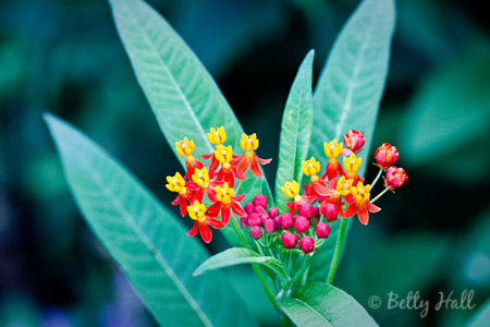 Asclepias currassivica blooms