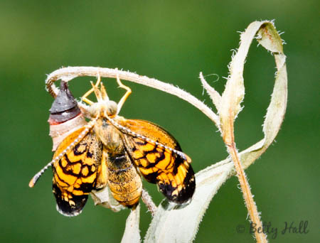 Pearl Crescent butterfly newly emerged from chrysalis