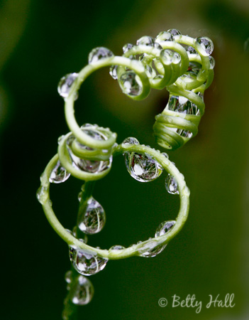 Passion Vine and water drops