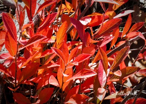 autumn vaccinium leaves