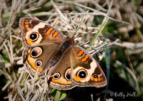 Junonia coenia - Lexington, Kentucky