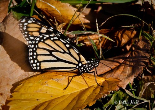 Danaus plexippus 