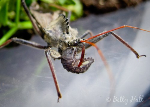 Arilus cristatus feeding on Armadillidium vulgare