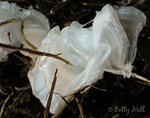 Frost flower 4 on Cunila origanoides