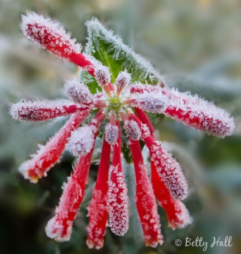 lonicera sempervirens blossom and frost