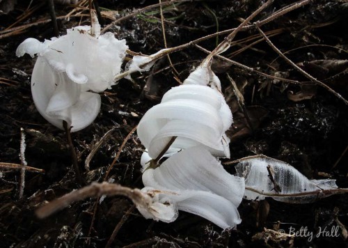 two frost flowers on Cunila origanoides stems