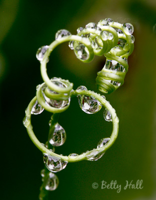 water drops on Passiflora incarnata 