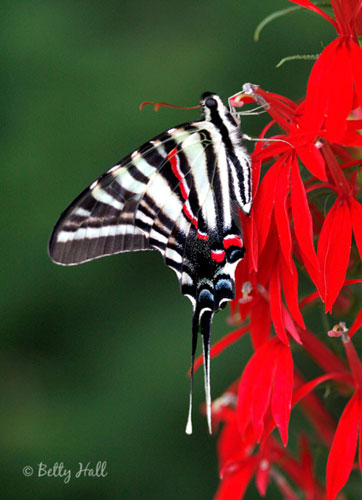 Zebra swallowtail butterfly on cardinal flower