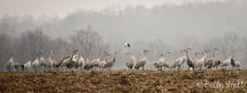 Grus canadensis in Kentucky