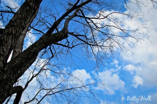 blue sky fluffy clouds and tree