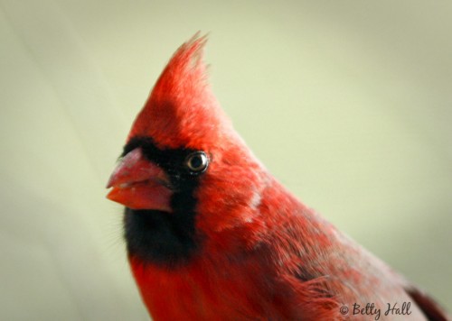 cardinalis cardinalis closeup