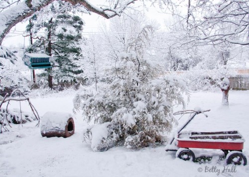 KY backyard and snow