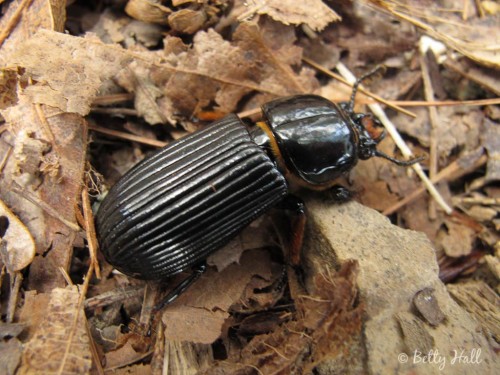 Alobates beetle