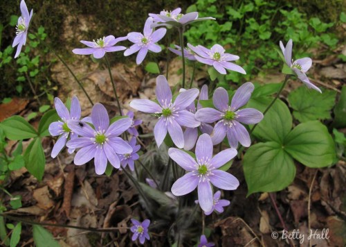 hepatica acutiloba