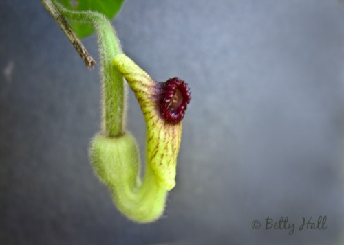 Aristolochia tomentosa flower