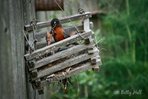 Turdus migratorius feeding young