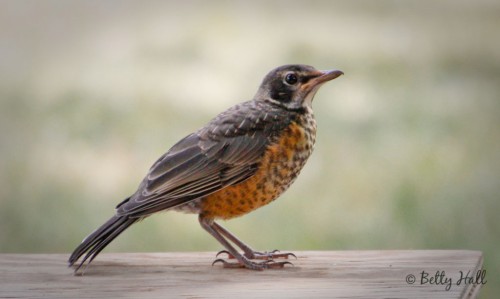 Young robin