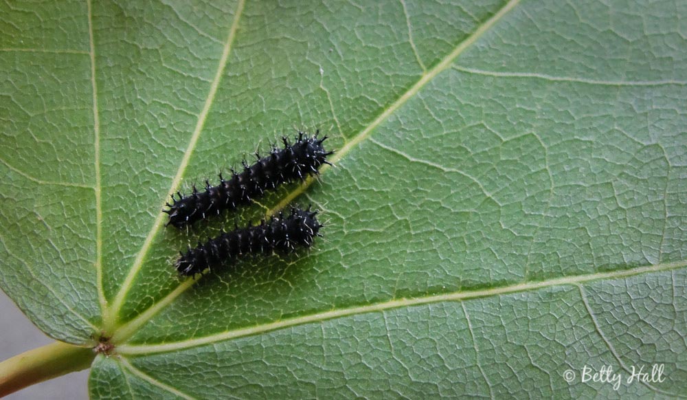 Hyalophora cecropia moth caterpillars at one week